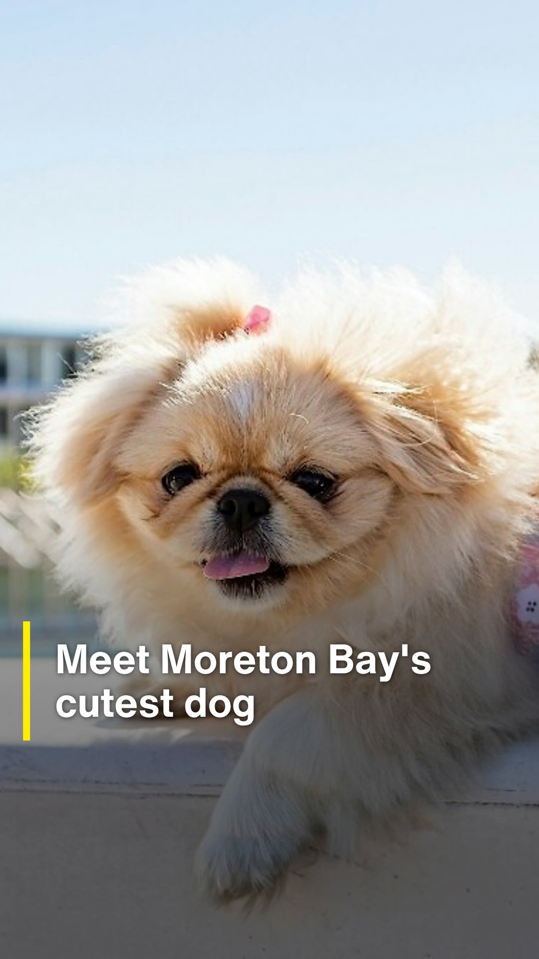 Moreton Daily: Moreton Bay's Cutest Dog